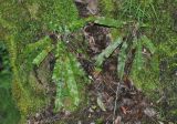 Phyllitis scolopendrium. Растения на стволе дерева. Нагорный Карабах, Мартакертский р-н, окр. с. Колатак. 10.05.2013.