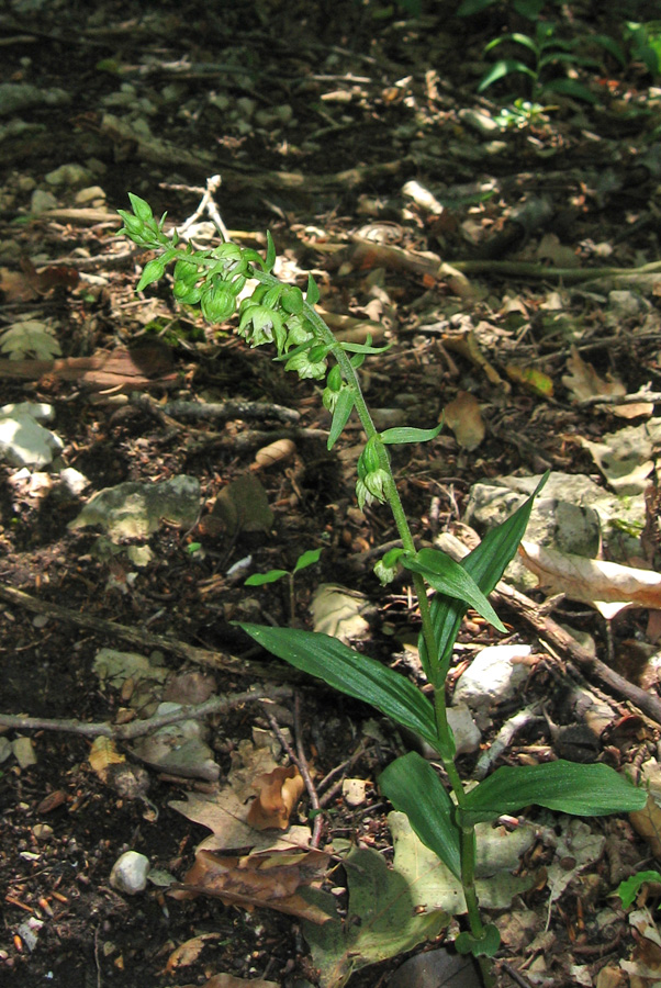 Image of Epipactis muelleri specimen.