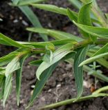 Digitalis lutea. Часть полёгшего побега. Германия, г. Krefeld, Ботанический сад. 10.06.2013.