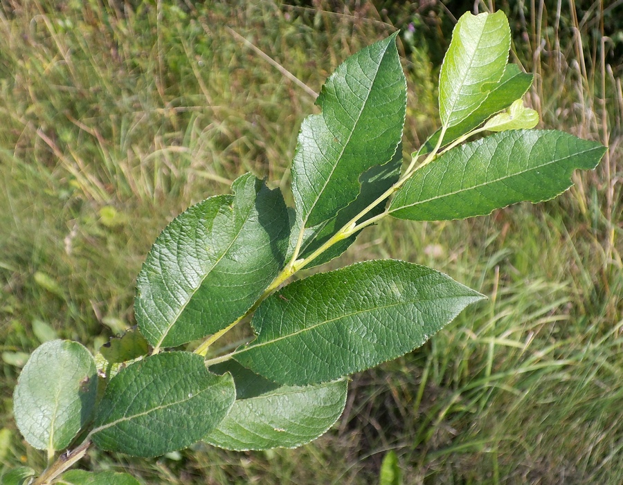 Image of Salix myrsinifolia specimen.