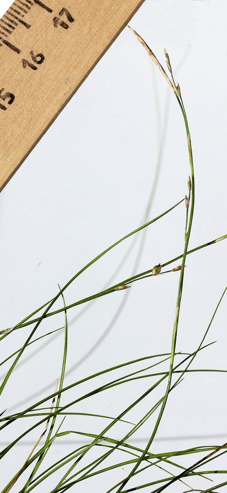 Image of Carex ussuriensis specimen.