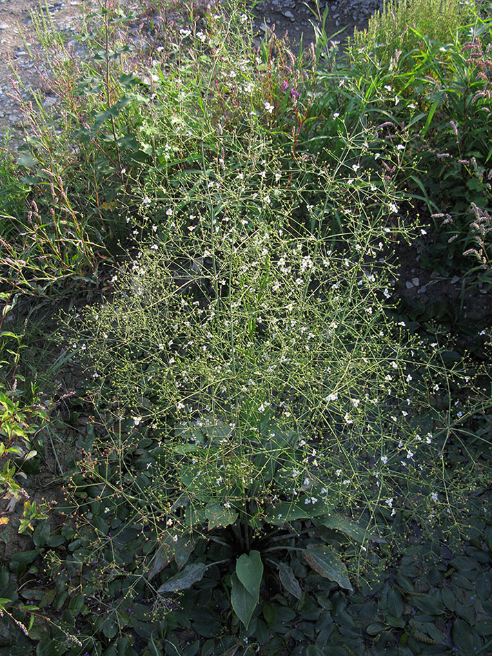 Image of Alisma plantago-aquatica specimen.