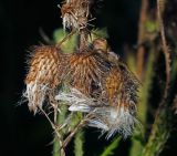 Cirsium palustre. Верхушка плодоносящего растения. Московская обл., Раменский р-н, окр. ж.-д. платформы Хрипань, окраина поля. 2013 г.08.12.