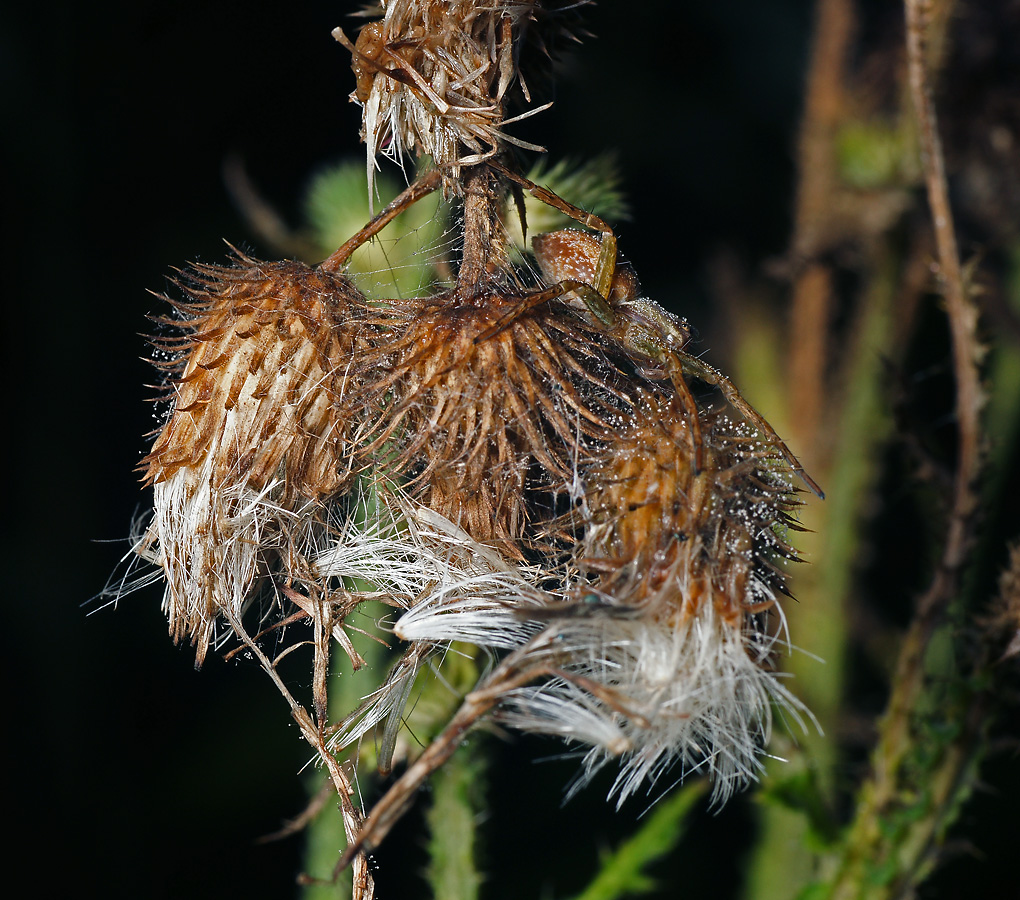 Изображение особи Cirsium palustre.