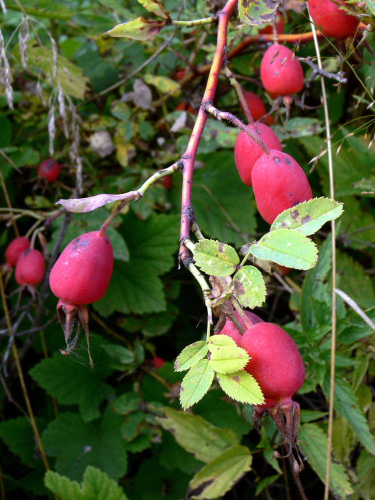 Image of Rosa glabrifolia specimen.