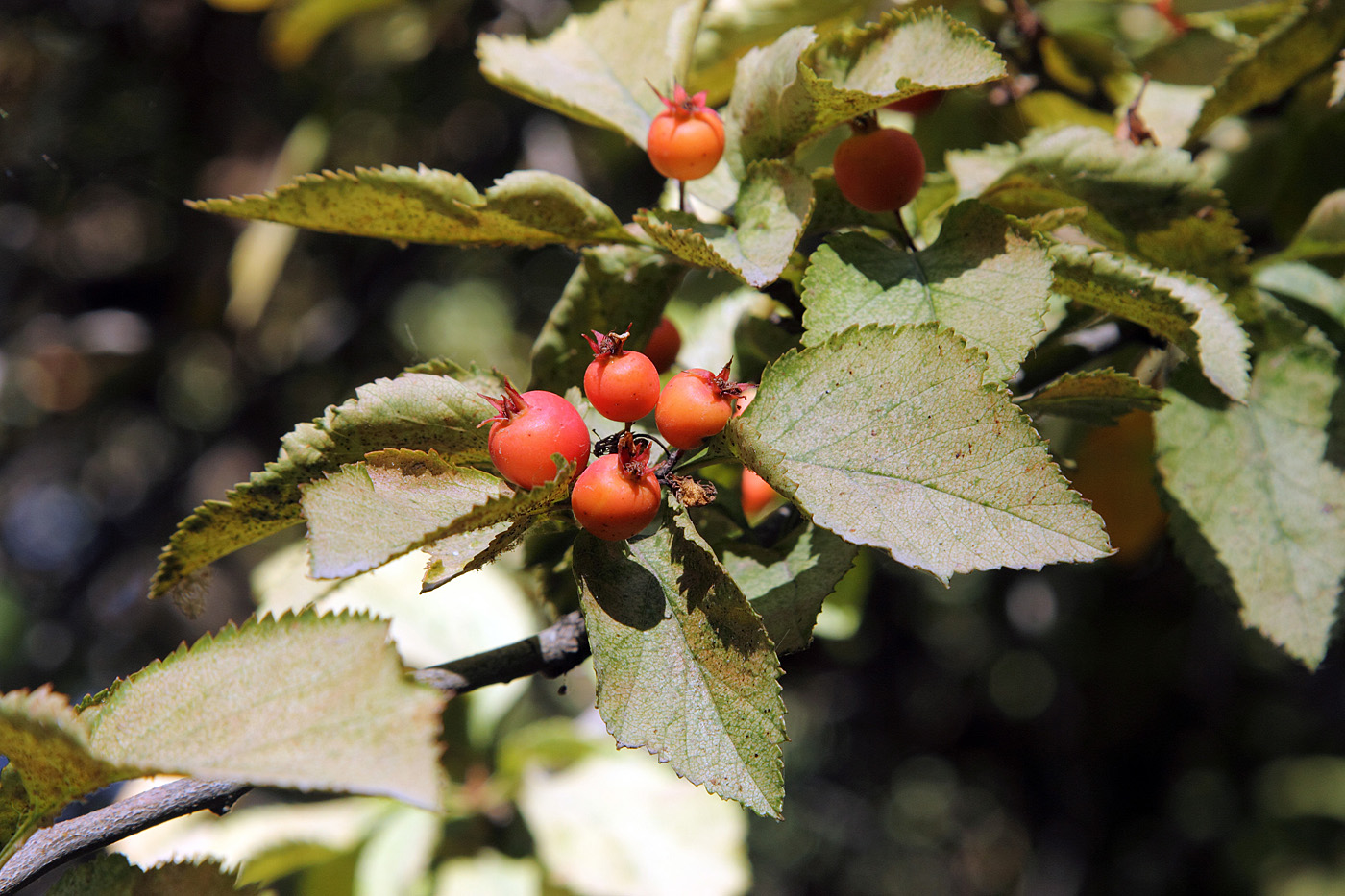 Image of Crataegus nitida specimen.