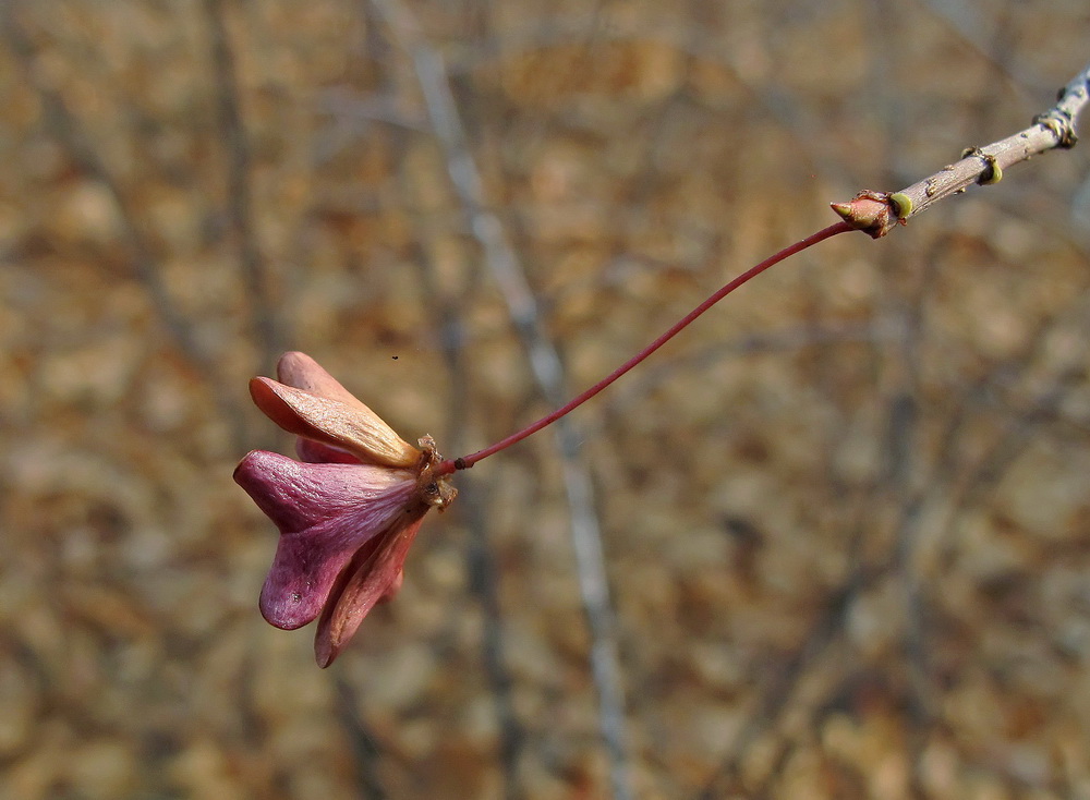 Image of Euonymus pauciflorus specimen.