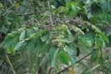 Commersonia bartramia. Ветвь цветущего и плодоносящего дерева. Таиланд, остров Пханган. 22.06.2013.