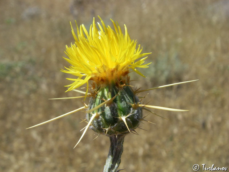 Изображение особи Centaurea solstitialis.