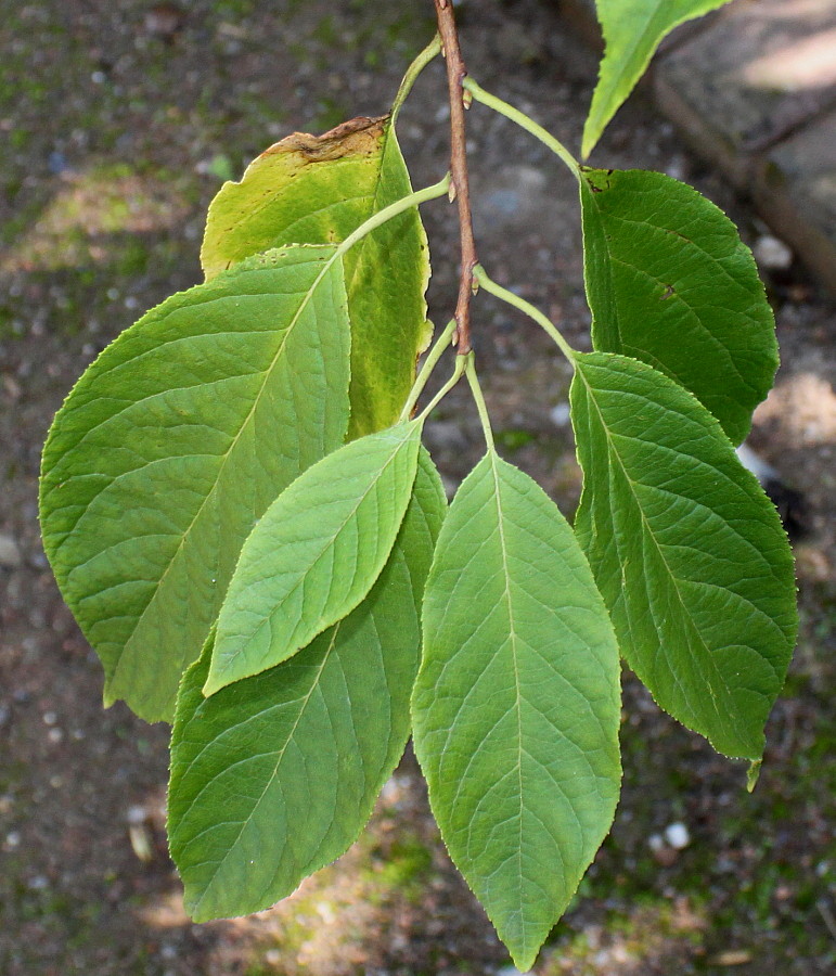 Image of Halesia carolina specimen.