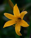 Hemerocallis esculenta. Цветок. Курильские о-ва, о. Шикотан, окр. пос. Крабозаводское, склон. 17.06.2013.