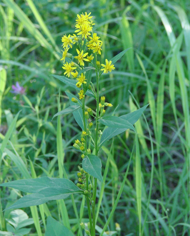 Image of Solidago virgaurea ssp. dahurica specimen.