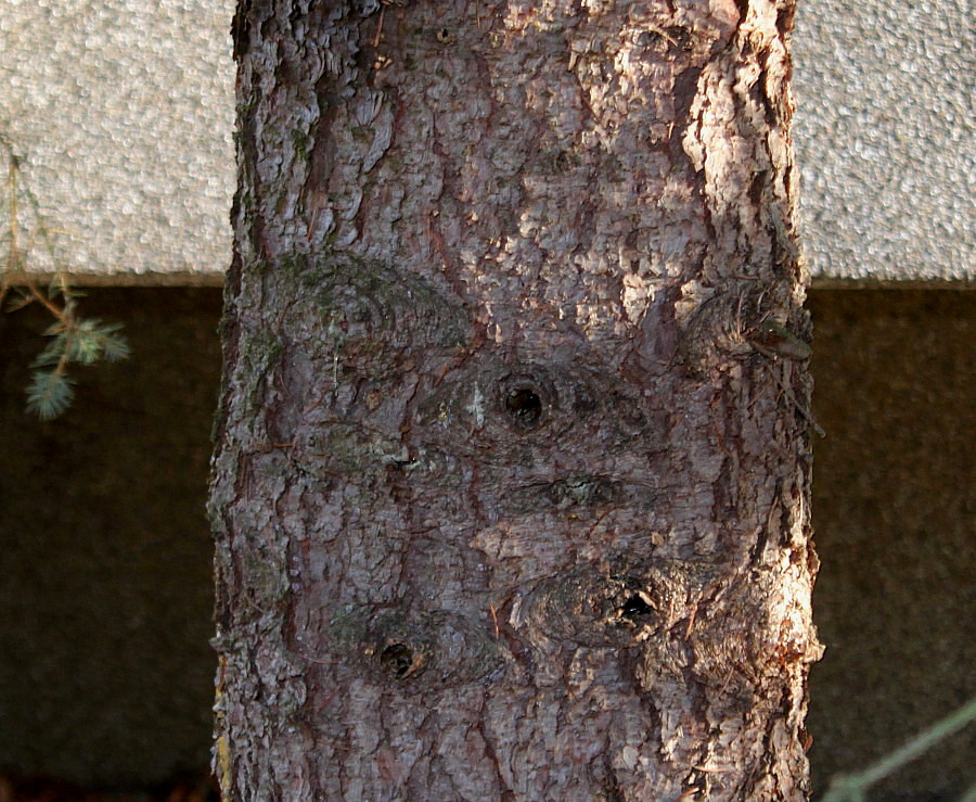 Image of Picea pungens f. glauca specimen.