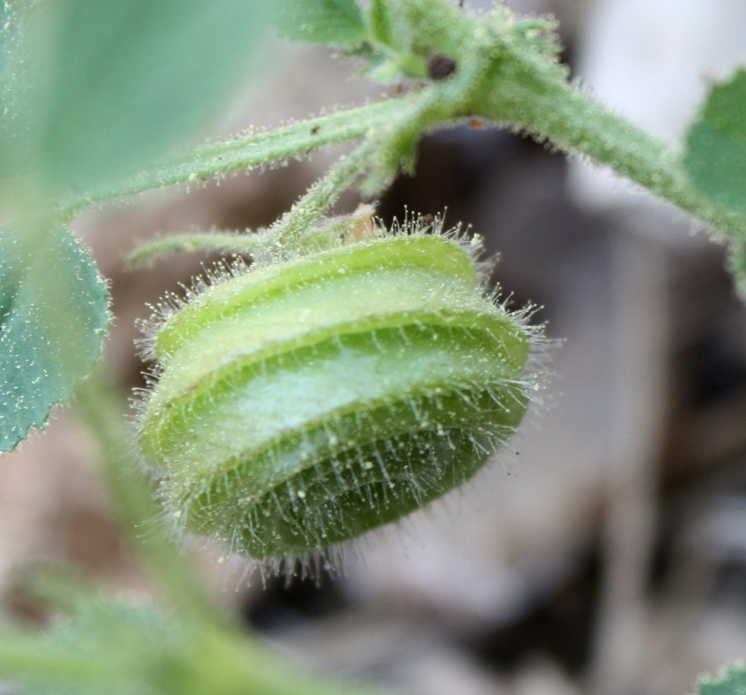 Image of Medicago scutellata specimen.