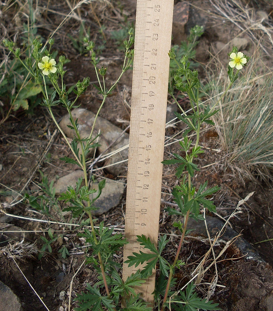 Изображение особи Potentilla heidenreichii.