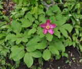 Paeonia caucasica. Цветущее растение. Краснодарский край, Апшеронский р-н, окр. пос. Мезмай, хр. Гуама, Орлиная скала, смешанный лес. 28.04.2014.