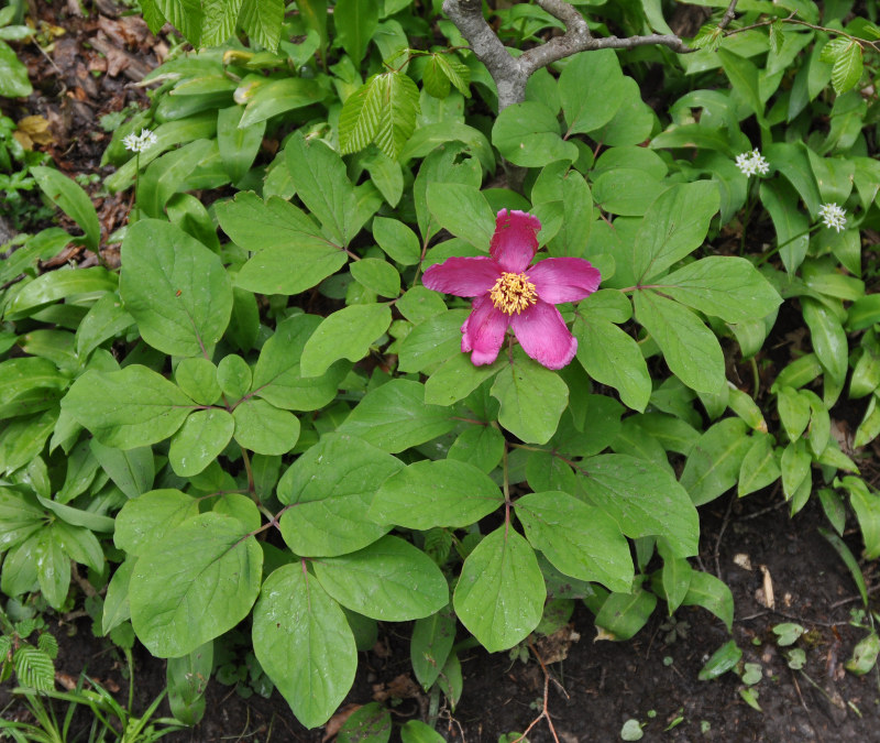 Image of Paeonia caucasica specimen.