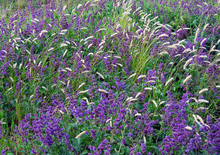 Image of Salvia verticillata specimen.