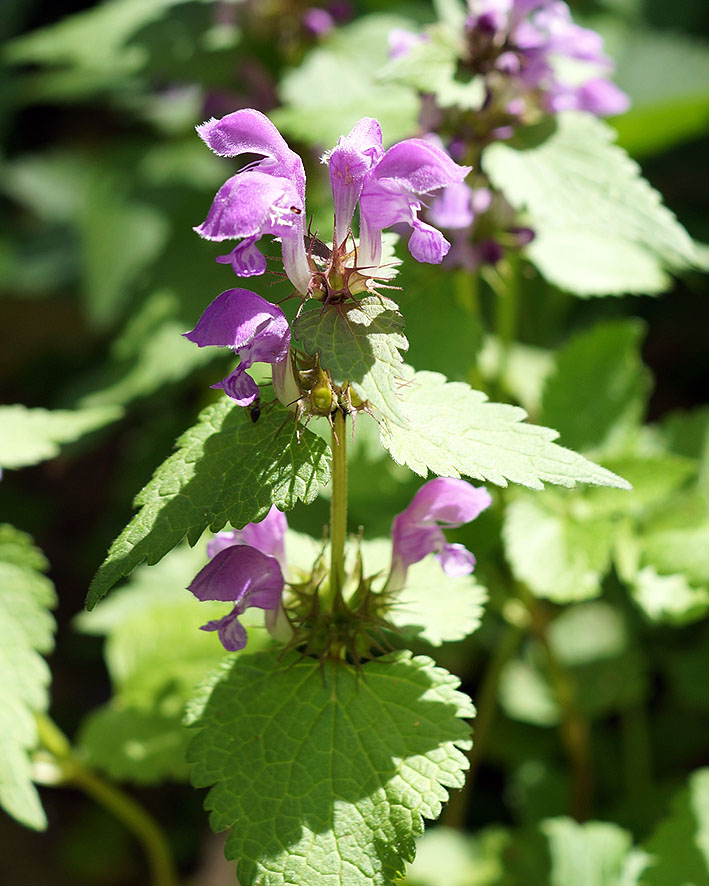 Изображение особи Lamium maculatum.