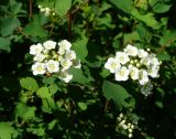 Spiraea chamaedryfolia. Соцветия. Ставропольский край, г. Кисловодск, посадки по ул. Володарского (43°53′57″ с.ш. 42°43′37″ в.д.). 18.05.2014.