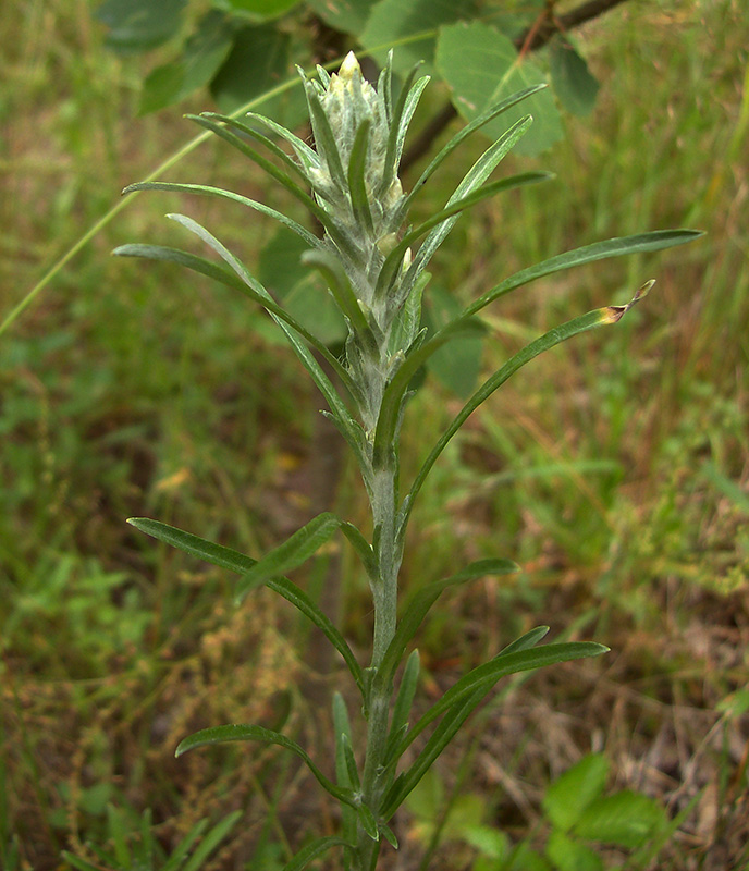 Image of Omalotheca sylvatica specimen.