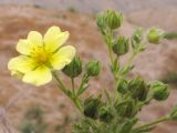 Potentilla astracanica. Цветок и бутоны. Краснодарский край, окр. г. Крымск, глиняный карьер. 06.06.2014.