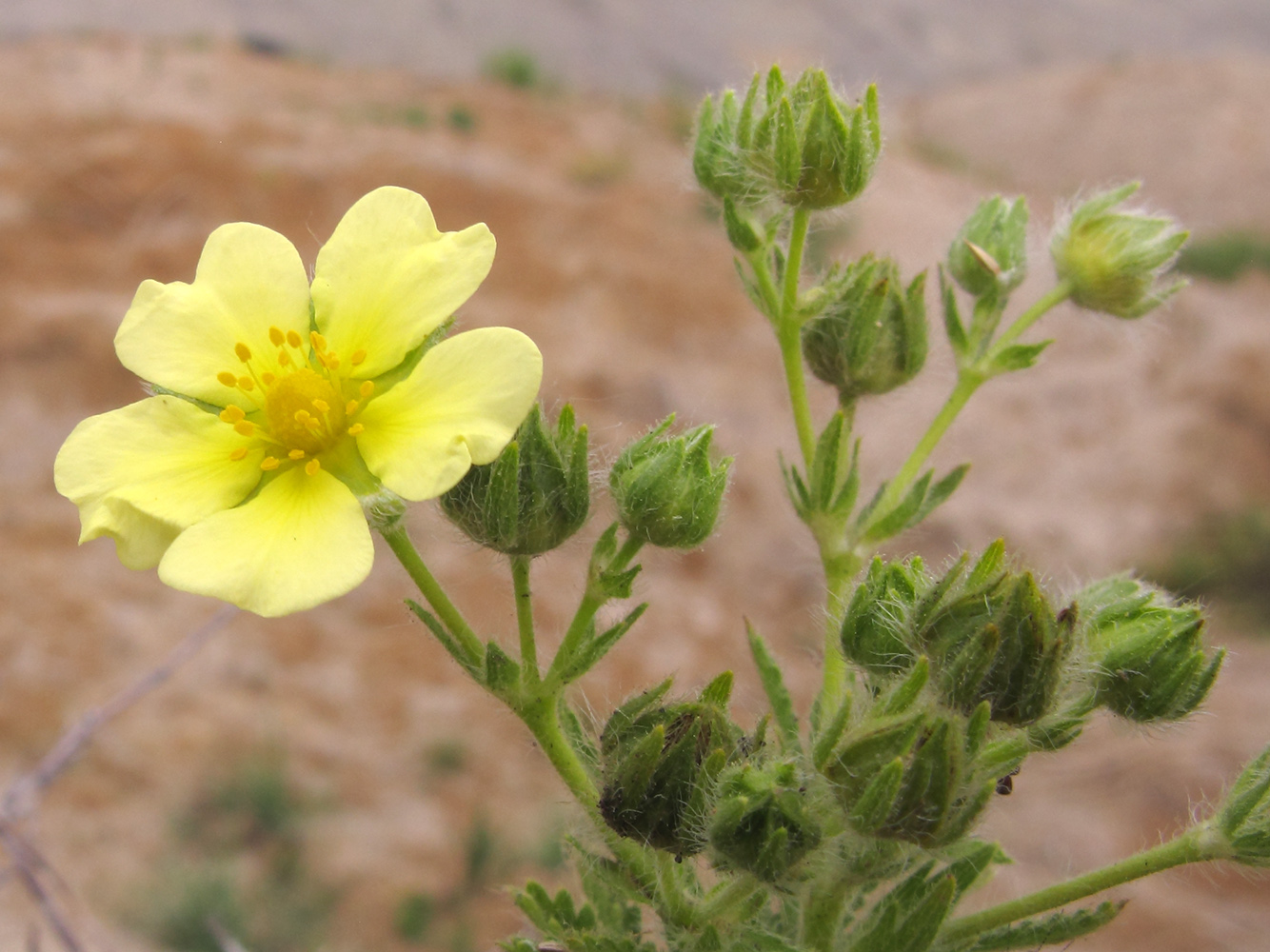 Image of Potentilla astracanica specimen.