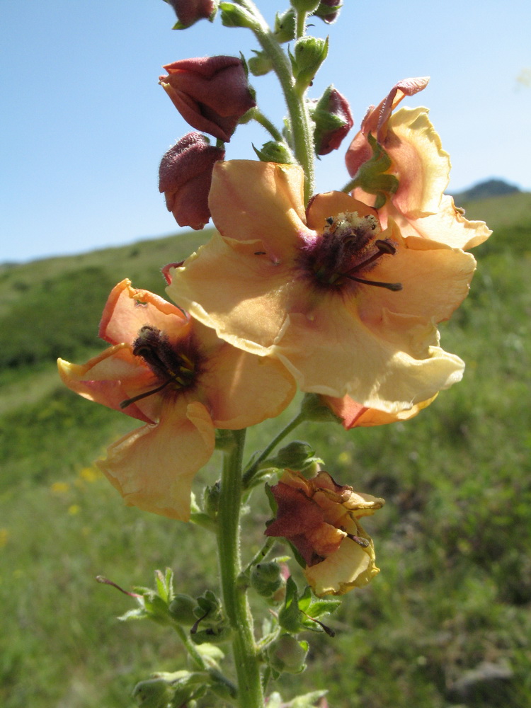 Image of Verbascum &times; candelabrum specimen.