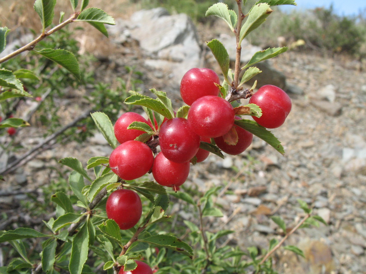 Image of Cerasus tianshanica specimen.