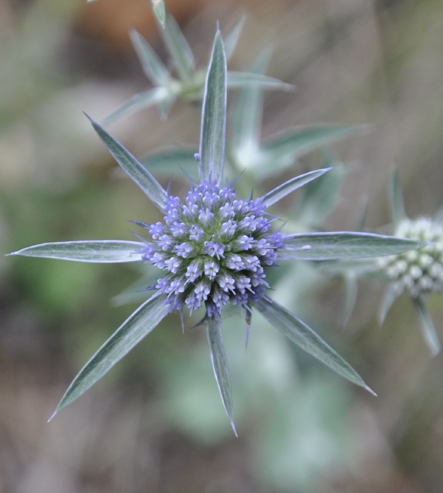 Изображение особи Eryngium wiegandii.