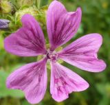 Malva mauritiana