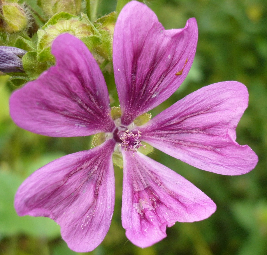 Image of Malva mauritiana specimen.