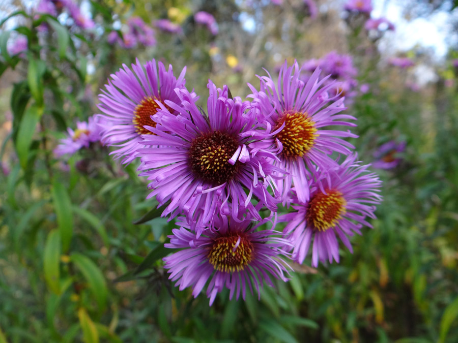 Изображение особи Symphyotrichum novae-angliae.