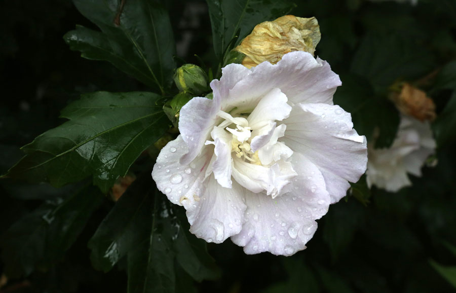 Изображение особи Hibiscus syriacus.