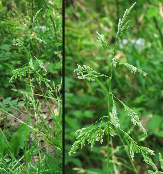 Image of Poa annua specimen.