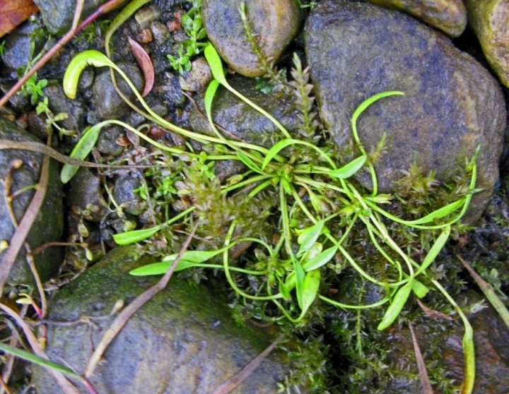 Image of Limosella aquatica specimen.