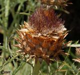 Cynara scolymus