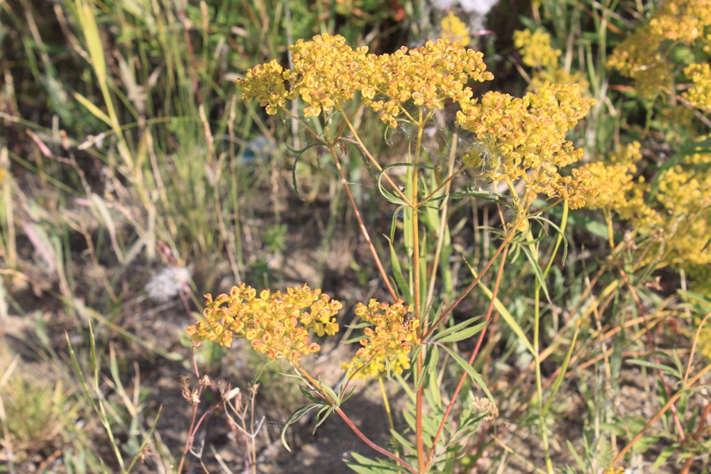 Изображение особи Patrinia rupestris.