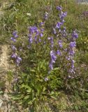 Campanula collina. Цветущее растение. Кавказ, Приэльбрусье, южный склон г. Чегет (2300 м н.у.м.). 19 августа 2009 г.