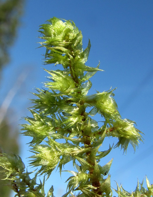 Image of Rhytidiadelphus triquetrus specimen.