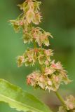 Rumex obtusifolius. Часть соплодия. Белоруссия, Витебская обл., пос. Езерище, сорное в палисаднике. 11.07.2015.