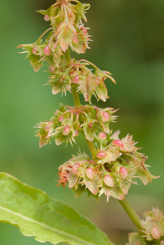 Image of Rumex obtusifolius specimen.