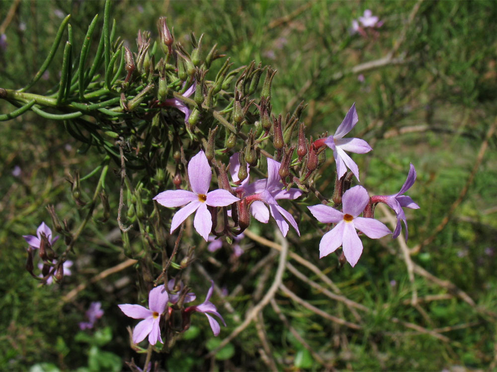 Изображение особи Campylanthus salsoloides.