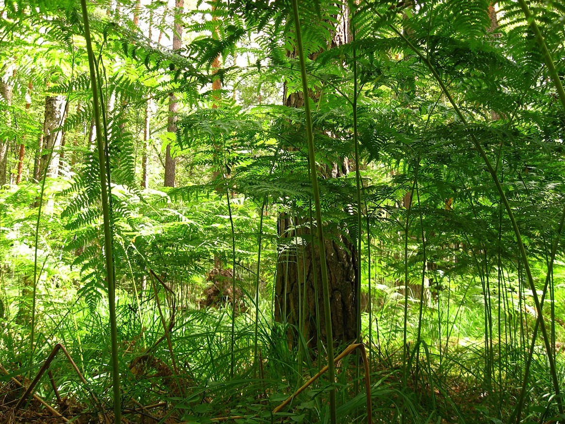 Image of Pteridium pinetorum specimen.