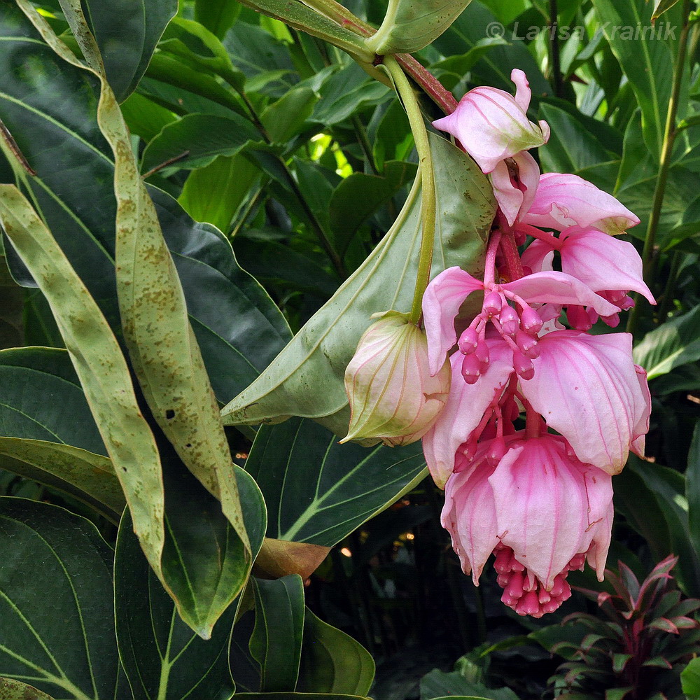 Изображение особи Medinilla magnifica.