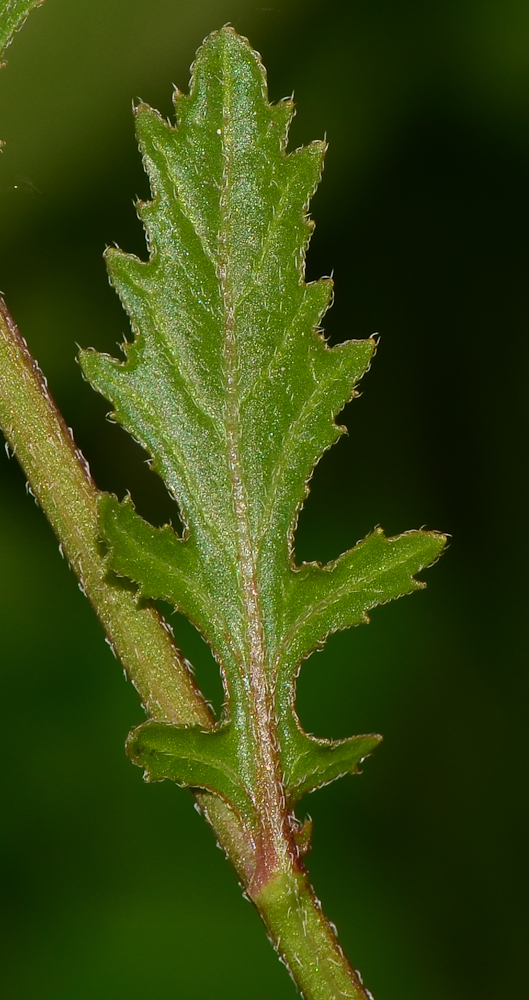 Image of Diplotaxis erucoides specimen.