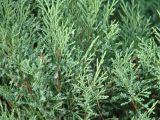 Juniperus sabina. Части ветвей. Иркутская обл., г. Иркутск, в озеленении. 31.07.2015.