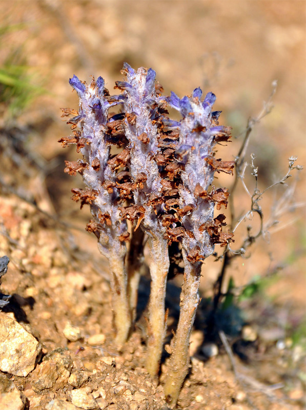 Image of Orobanche coerulescens specimen.