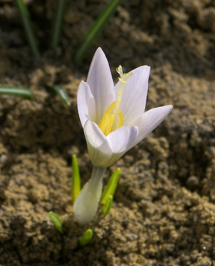 Изображение особи Crocus nevadensis.