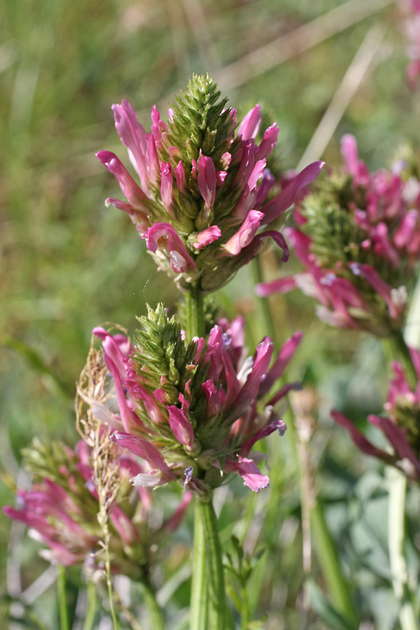 Изображение особи Astragalus platyphyllus.